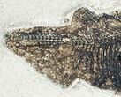 Two Large Diplomystus Fossil Fish - Wyoming #12152-3